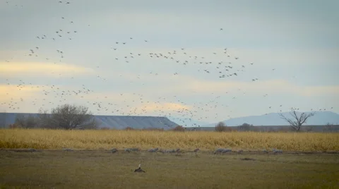 Hundreds of Ducks Swarm Into Corn Field Stock Footage 58807460