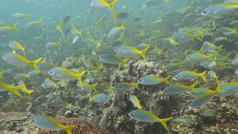 Hundreds of fish cover reef Stock Footage 80853893