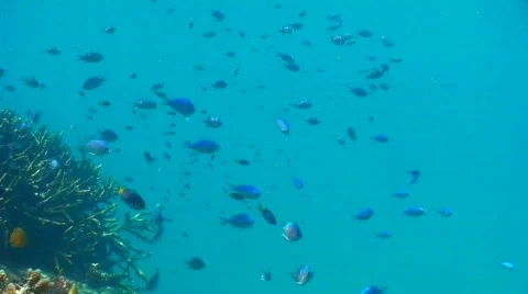 Hundreds of fish Stock Footage 332081