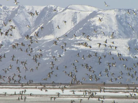 Hundreds of Flying Northern Pintails Going from Low to High Stock Footage 125116413