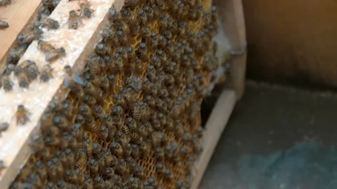 Hundreds of friendly honey bees move around their bee house 库存影片 333365941