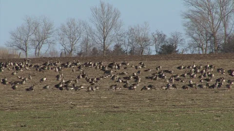 Hundreds geese eating grass in the winter field.  Stock Footage 34706542