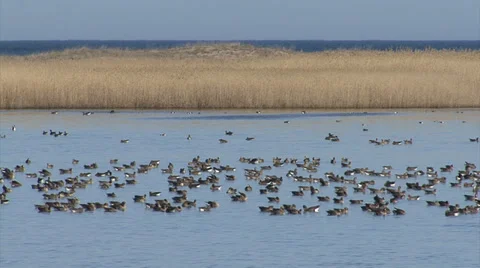 Hundreds geese in the lake. Huge flock of White-fronted geese over the lake. 库存影片 34698144