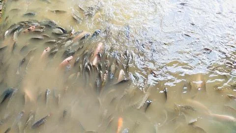 Hundreds of goldfish Foto stock