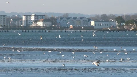 Hundreds of Harbour Gulls in Poole Stock Footage 72554038