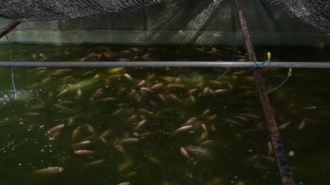 Hundreds of hungry young tilapia fish eating fish feed Stock Footage 270224977