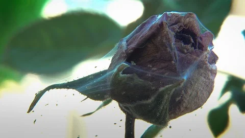 Hundreds of insects devour rose bud Stock Footage 100860903