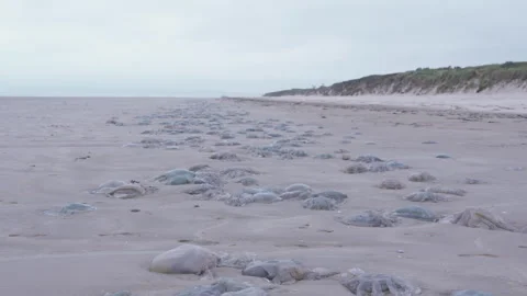 Hundreds of Jellyfish Stranded on a Welsh Beach Stock Footage 293095662