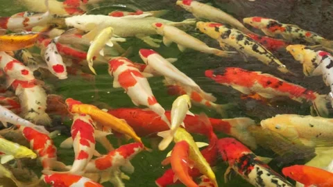 Hundreds of Koi fish or carp fish swimming in pond. Stock Footage 179882686