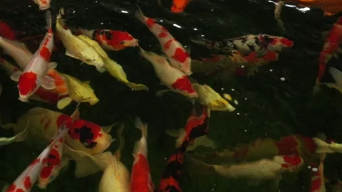 Hundreds of Koi fish or carp fish swimming in pond. Stock Footage 179884039