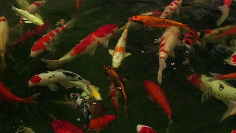 Hundreds of Koi fish or carp fish swimming in pond. Stock Footage 179884835