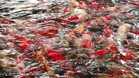 Hundreds of Koi fish or carp fish swimming in pond. Stock Footage 179885073