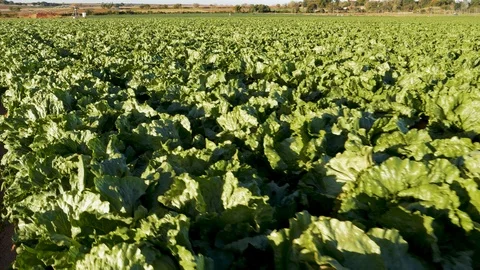 Hundreds of lettuce plants growing in rows on a large scale vegetable farm Stock Footage 112978410