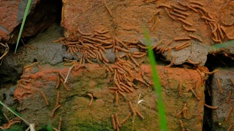 Hundreds of Millipedes Crawling Over Old Bricks Close Up Stock Footage 206719332