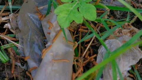 Hundreds of Millipedes Moving Across Damp Soil in Nature Stock Footage 206720294