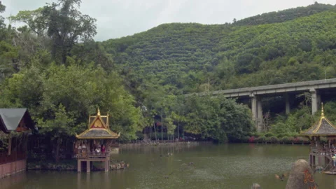 Hundreds of peacocks flying back to their nests in Xishuangbanna, Yunnan Stock Footage 194949487