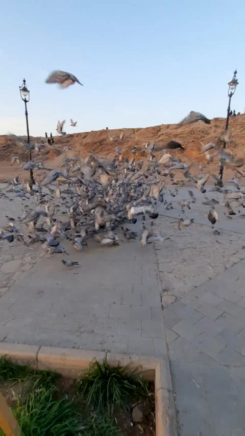 Hundreds of Pigeons Taking Flight in Desert City Vídeo Stock 328932006