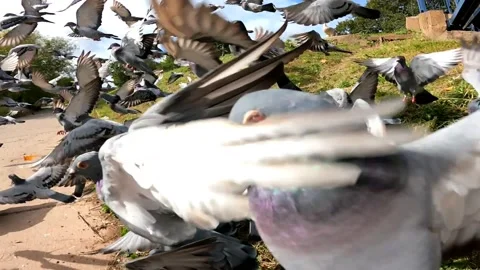 Hundreds of pigeons taking off in slow motion. Stock Footage 170268195