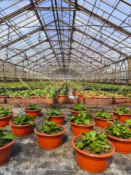 Hundreds of pots with sprouts inside an old glass-roofed greenhouse on a su.. Stock Photos
