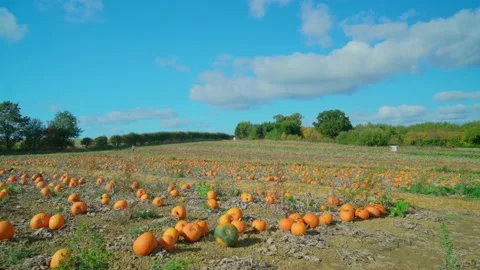 Hundreds of pumpkins in a Sunny Pumpkin Patch Stock-Footage 218354190