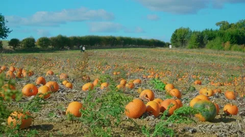 Hundreds of pumpkins in a Sunny Pumpkin Patch 스톡 동영상 218354246