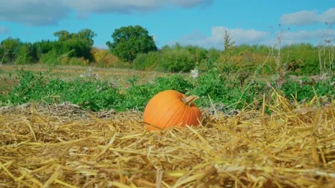 Hundreds of pumpkins in a Sunny Pumpkin Patch Stock Footage 218354248