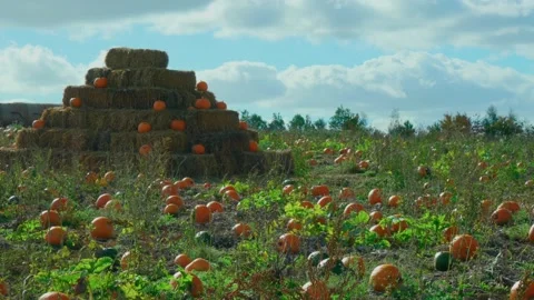 Hundreds of pumpkins in a Sunny Pumpkin Patch Stock-Footage 218354259