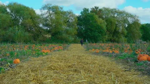 Hundreds of pumpkins in a Sunny Pumpkin Patch Stock-Footage 218354261