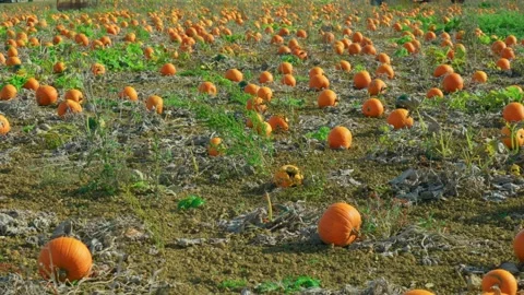 Hundreds of pumpkins in a Sunny Pumpkin Patch Stock Footage 218354320