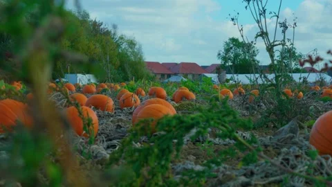 Hundreds of pumpkins in a Sunny Pumpkin Patch 스톡 동영상 218354389