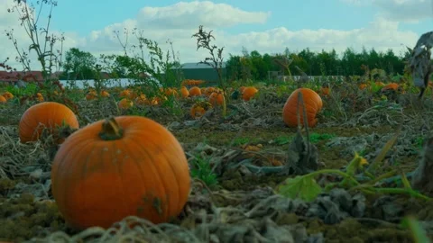 Hundreds of pumpkins in a Sunny Pumpkin Patch Stock-Footage 218354390