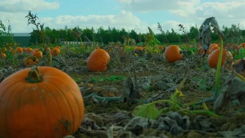 Hundreds of pumpkins in a Sunny Pumpkin Patch Stock-Footage 218354391