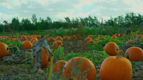 Hundreds of pumpkins in a Sunny Pumpkin Patch Stock-Footage 218354394