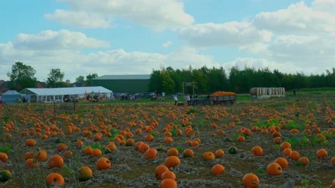 Hundreds of pumpkins in a Sunny Pumpkin Patch Stock-Footage 218354398