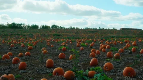 Hundreds of pumpkins in a Sunny Pumpkin Patch Stock-Footage 218354423