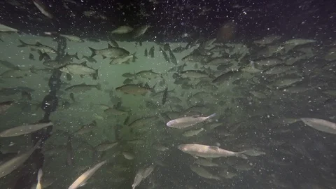 Hundreds of roach fish under the pier Video stock 94881060