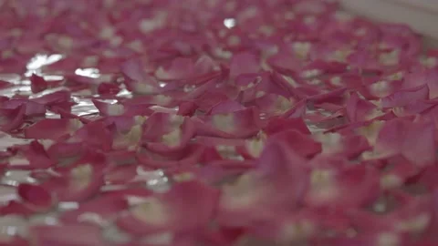 Hundreds of rose petals floating on the surface of the water Stock Footage 135452932