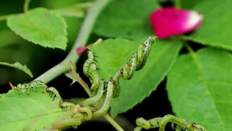 Hundreds of rose sawfly larvae feeding on a rose bush, rapidly skeletonising Stock Footage 338087245
