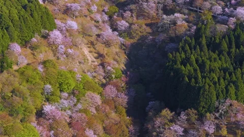 Hundreds of Sakura Trees in Bloom on Yoshino Mountainside, Spring Day in Japan Stock Footage 337726184