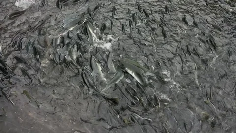 Hundreds of salmon migrate into small stream from the ocean in Alaska, HD. Stock Footage 85014951
