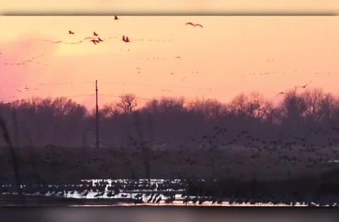 Hundreds of Sand Hill Cranes Stock Footage 144903045