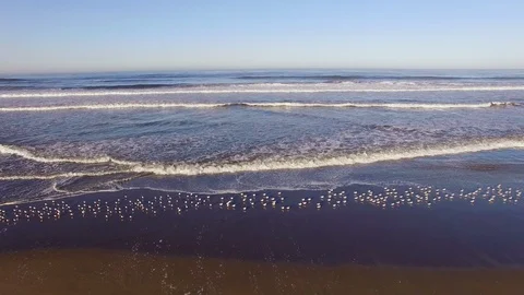 Hundreds of Sandpipers on the Beach 1 Video stock 116513990