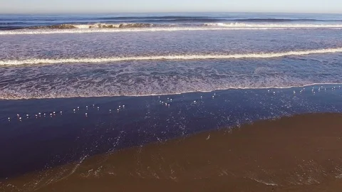 Hundreds of Sandpipers on the Beach 2 Stock Footage 116517978