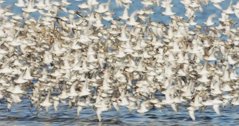 Hundreds of Sandpipers Flocking Over Water Stock Footage