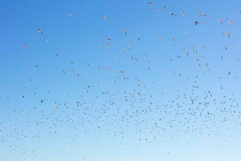 Hundreds of seagull Stock Photos