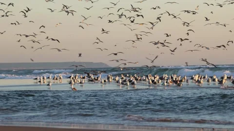 Hundreds of Seagulls Taking Flight Over Ocean at Sunset – Cinematic Wild Nature  Stock Footage 309944018