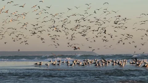 Hundreds of Seagulls Taking Flight Over Ocean at Sunset – Cinematic Wild Nature  Stock Footage 309944031