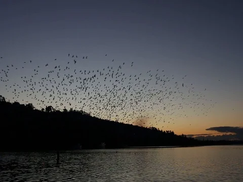 Hundreds of Seaguls at Dusk Video stock 79991205