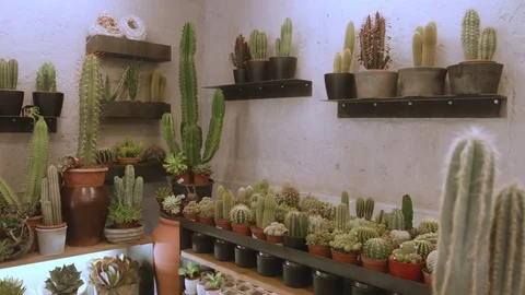 Hundreds of small cactus and succulent plants in an exhibitor Stock-Footage 81228933