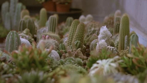 Hundreds of small cactus and succulent plants in an exhibitor Stock-Footage 81228965
